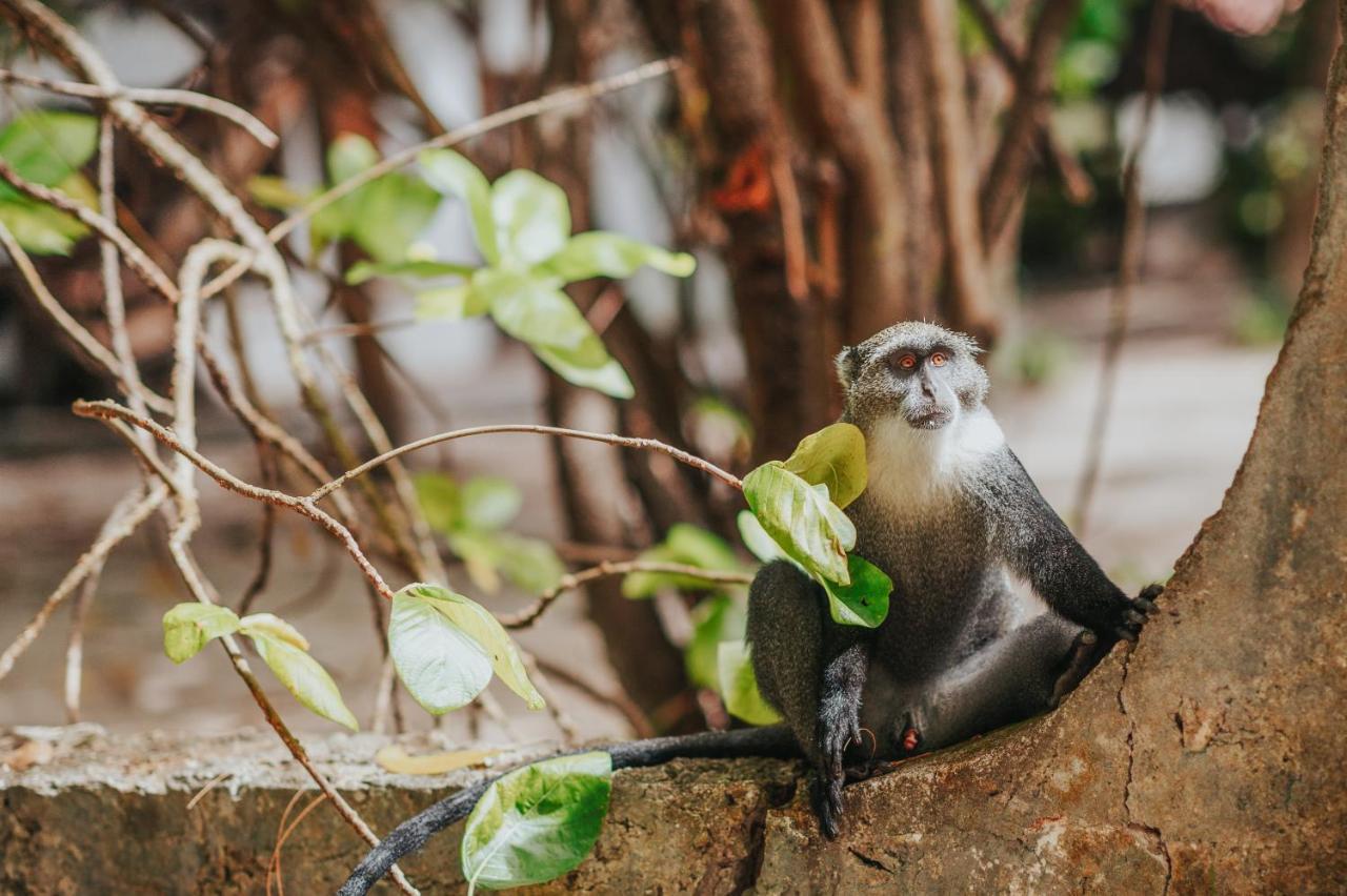 Hakuna Majiwe Beach Lodge Paje Eksteriør bilde